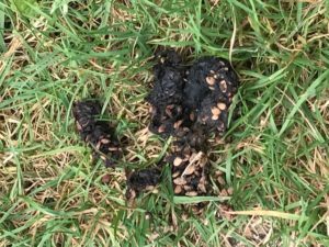 40+ Marder Im Garten Kot, Die kletterkünstler suchen sich